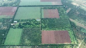 Vườn 23ha sầu riêng + cây ăn trái Đạt Lý - Hoà Thuận- Tân An - Đắk Lắk