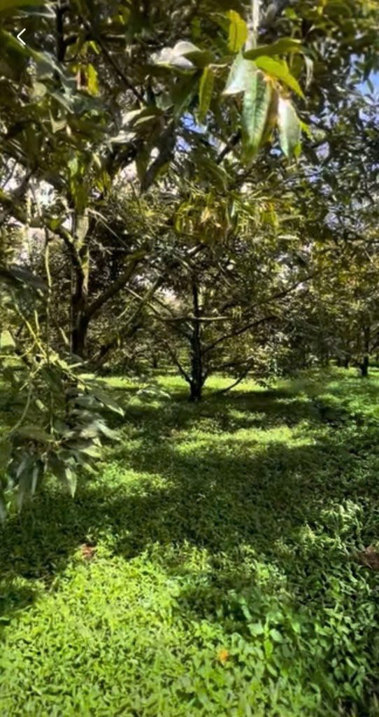 23ha đất nông nghiệp tại Ea Drong Cư M’gar, sầu riêng + cây ăn trái